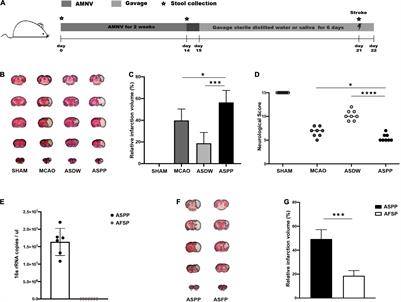 Periodontitis Salivary Microbiota Aggravates Ischemic Stroke Through IL-17A